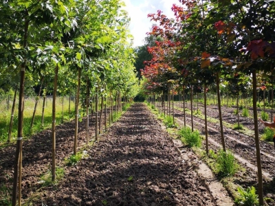 3,5 МЛН РУБЛЕЙ ВЫДЕЛЯЕТСЯ НА РЕАЛИЗАЦИЮ ЦЕЛЕВОЙ ПРОГРАММЫ «РАЗВИТИЕ СЕЛЬСКОГО ХОЗЯЙСТВА СУХУМСКОГО РАЙОНА НА 2024 ГОД»